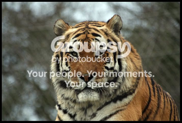 AmurTiger5.jpg