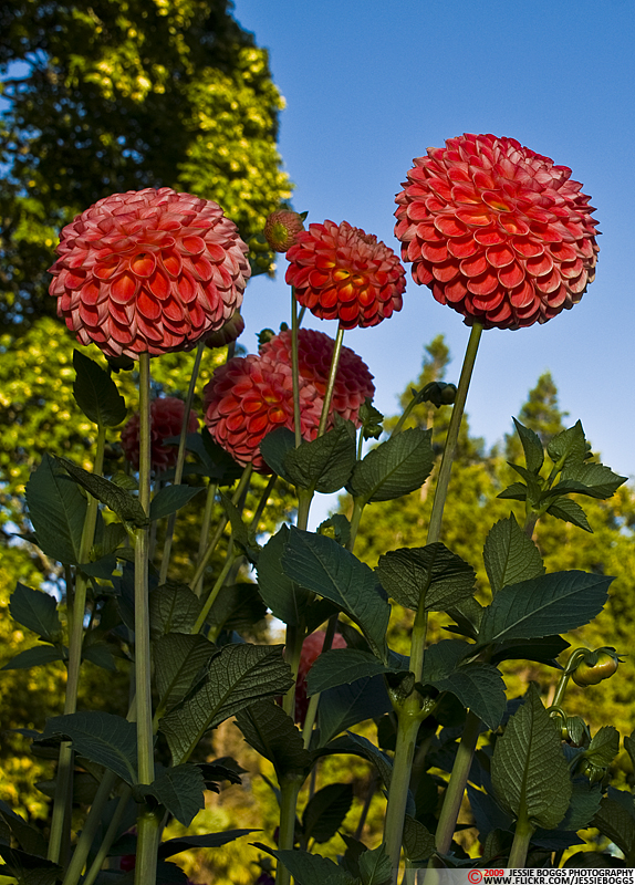 3921983875_dd068cbf60_o.jpg