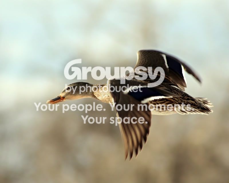 mallard-hen-011907.jpg