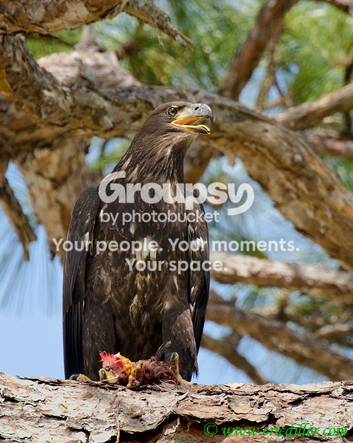 _ECD4050-copy800.jpg