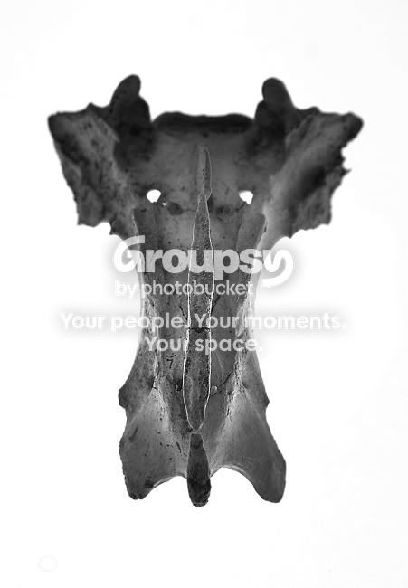 skull-sm.jpg