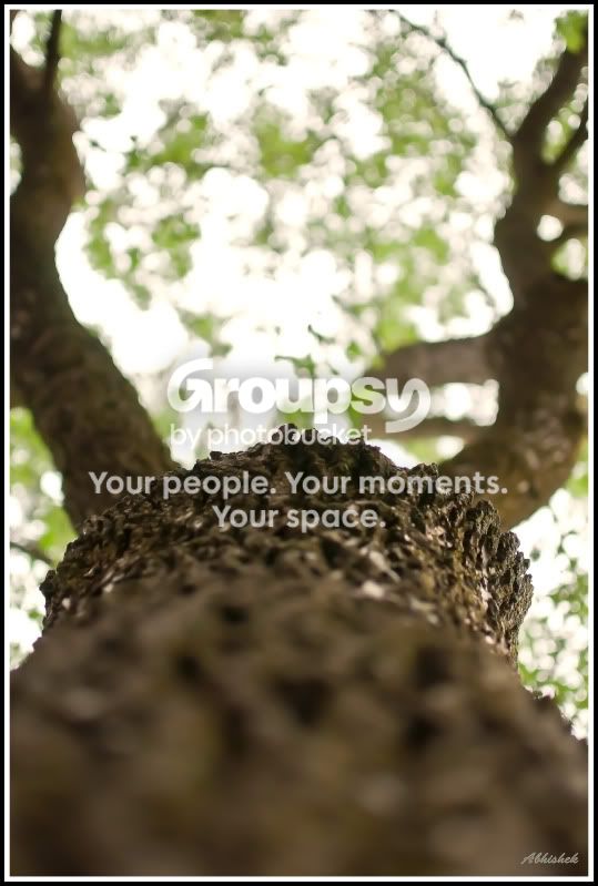 tree.jpg
