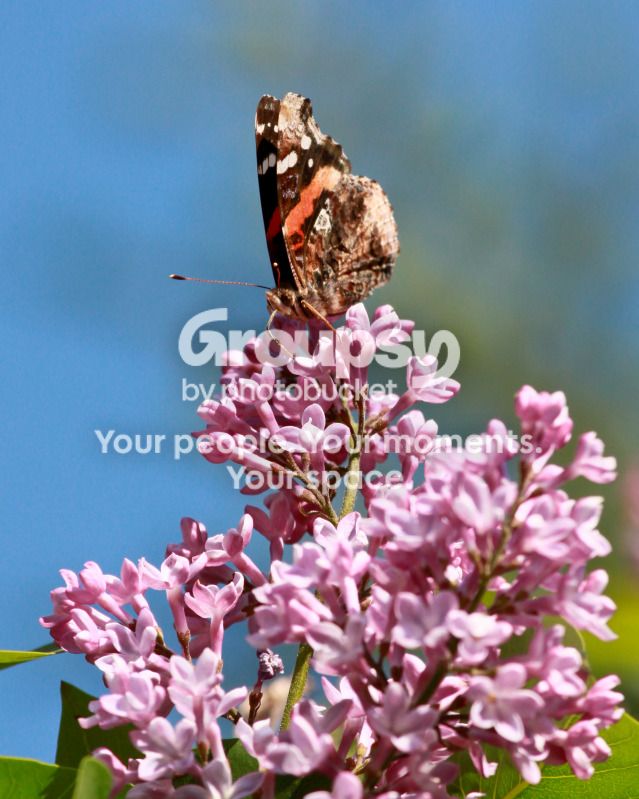 butterfly-4.jpg