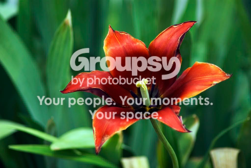 redflowercopy.jpg