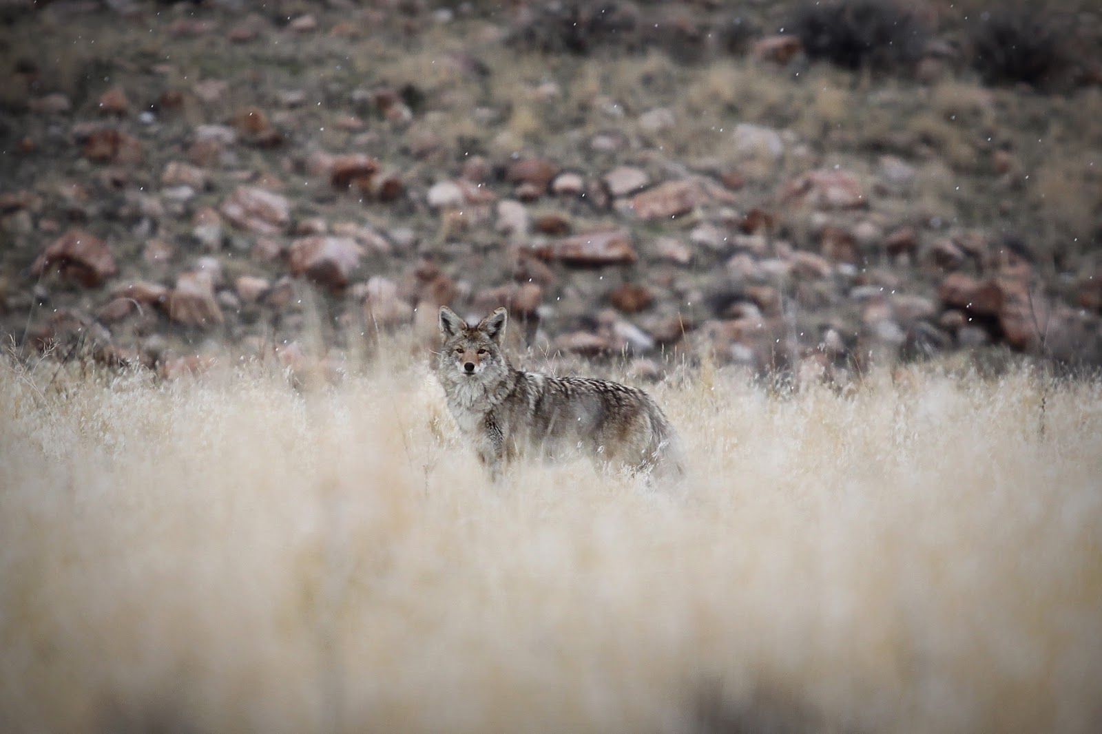 coyote.jpg