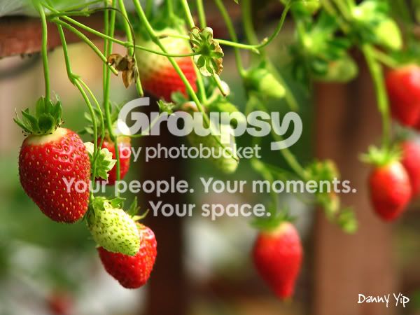 Flowers17.jpg
