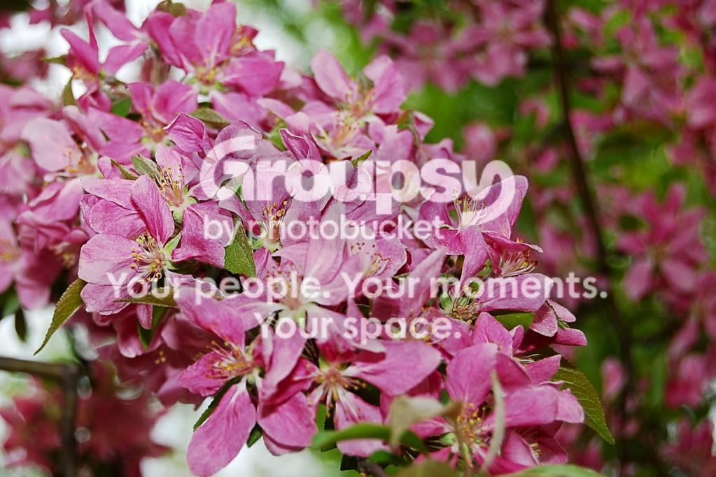 pinkflowers1of1-2.jpg
