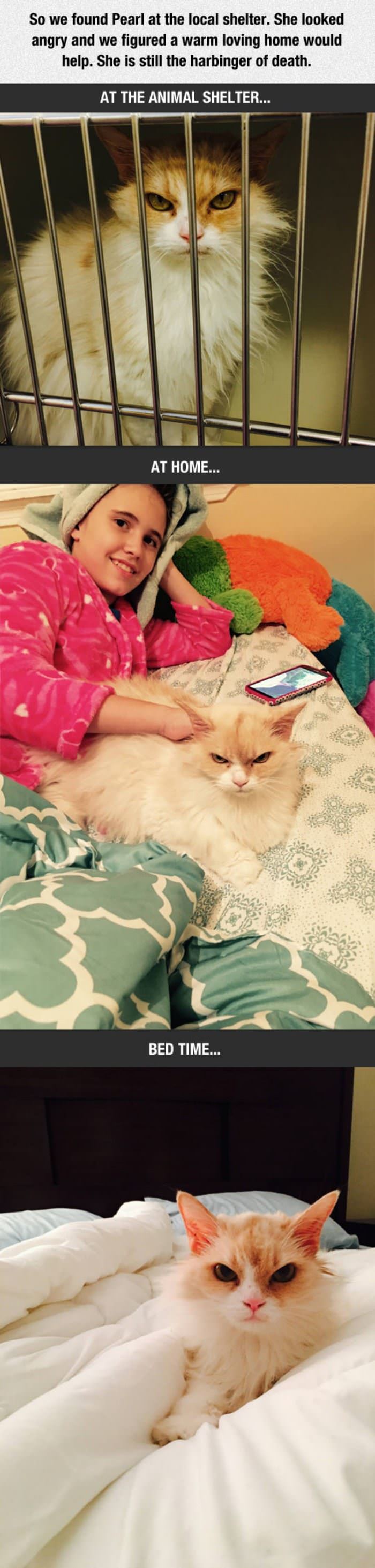 this_cat_is_always_angry.jpg