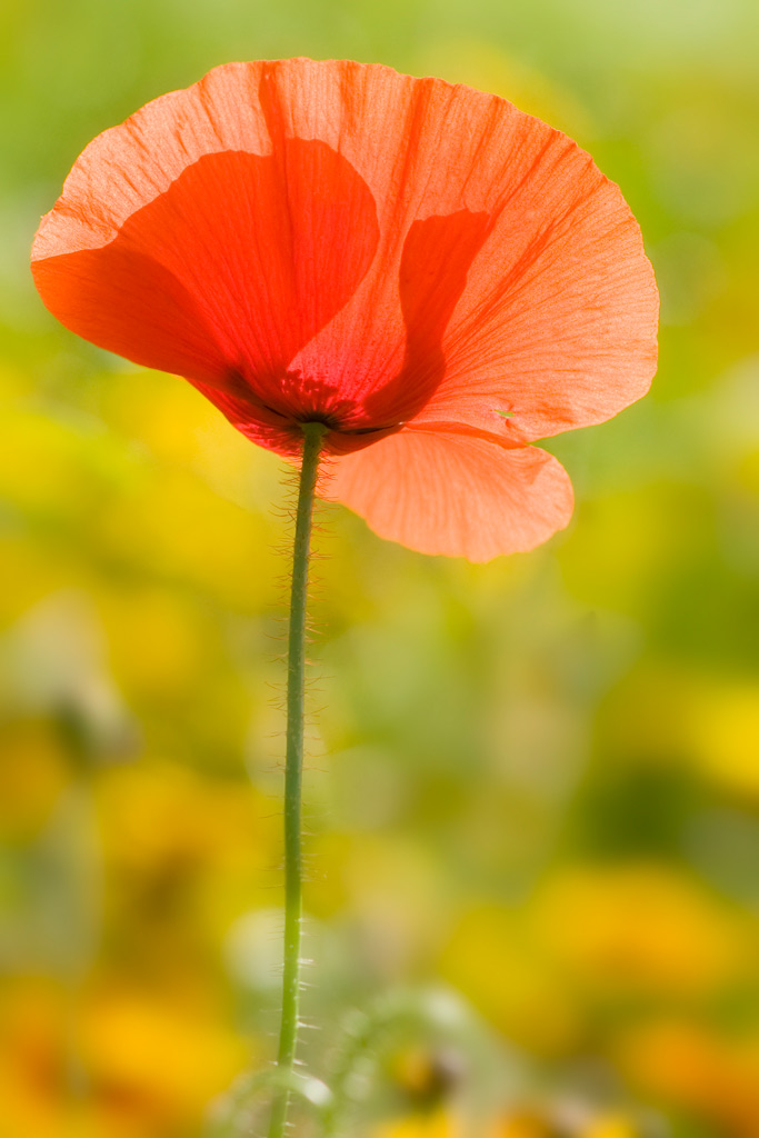 poppy_02.jpg