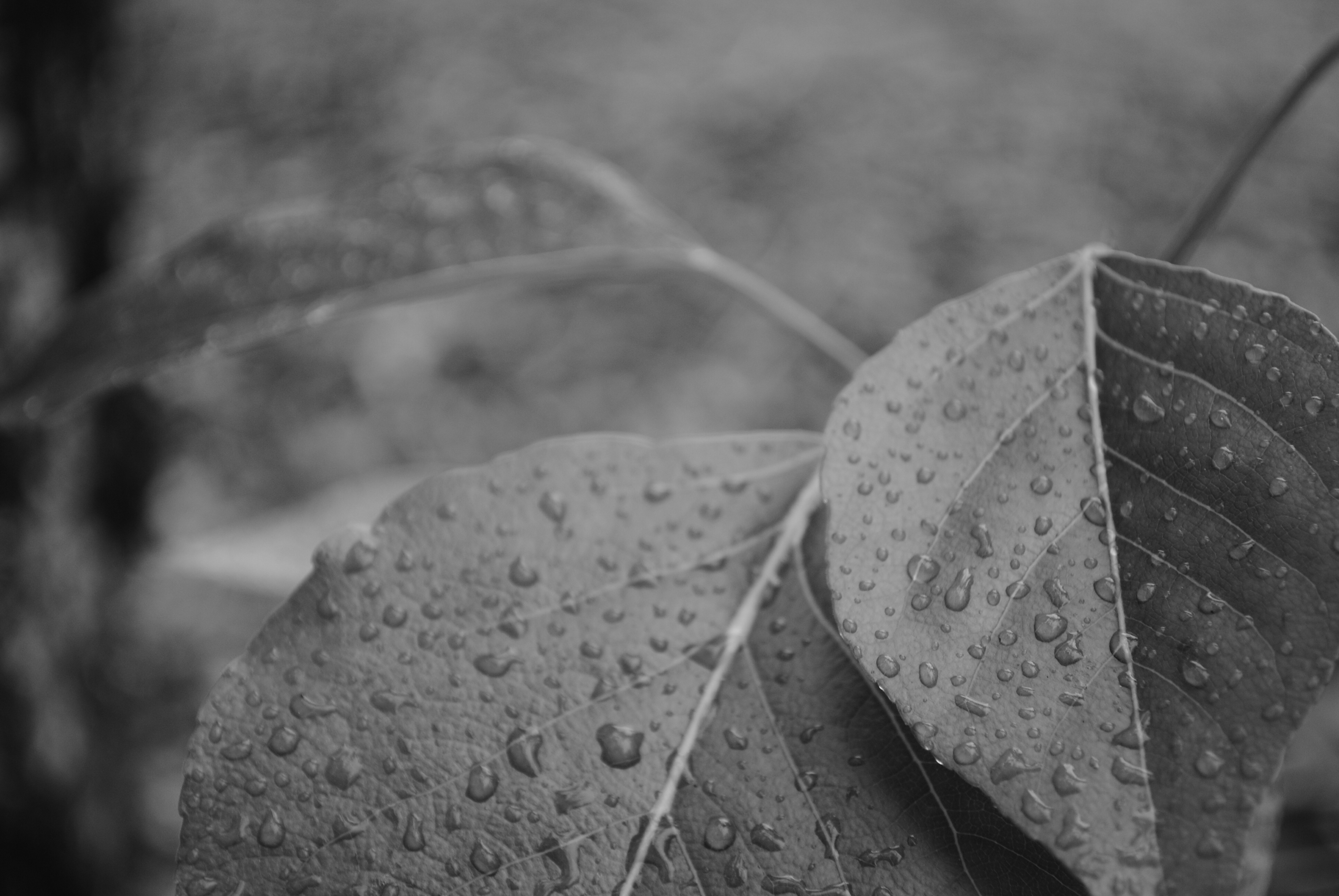 dark_days_by_snow_fx-d3h5hiy.jpg