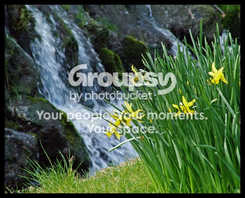 Daffodils.jpg