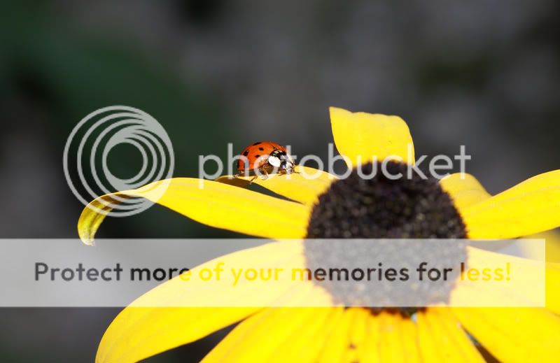 post-6242-1219631904.jpg