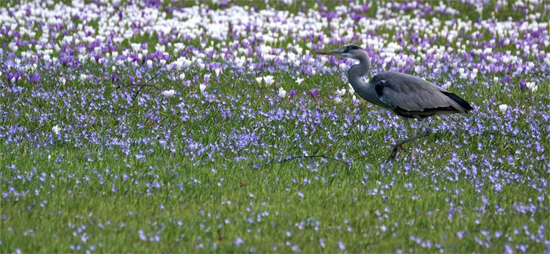 heron2EDIT.jpg