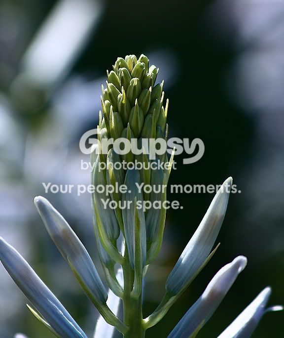 Plant2.jpg