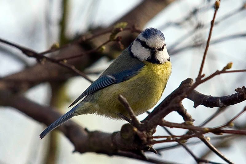 Bluetit.jpg