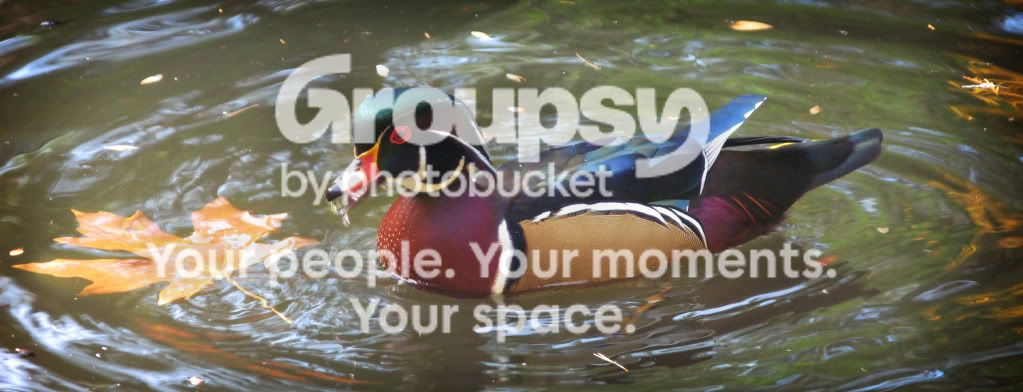 DuckInPond.jpg