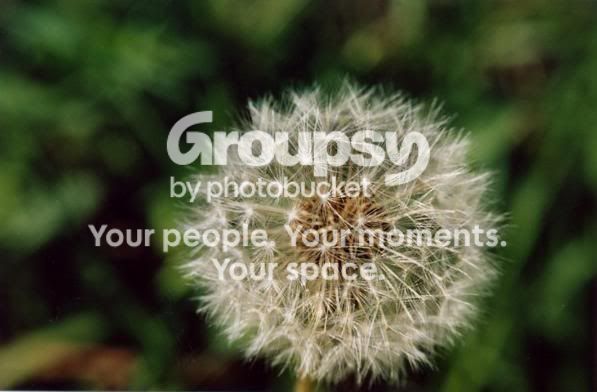 dandy1.jpg
