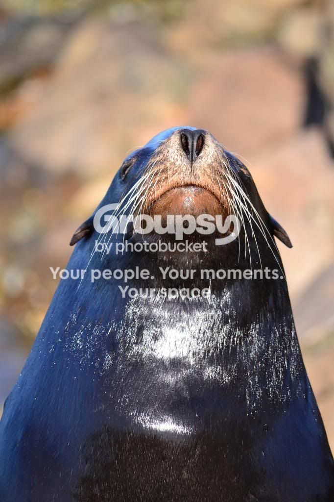 sealions057_zps6e18d33d.jpg