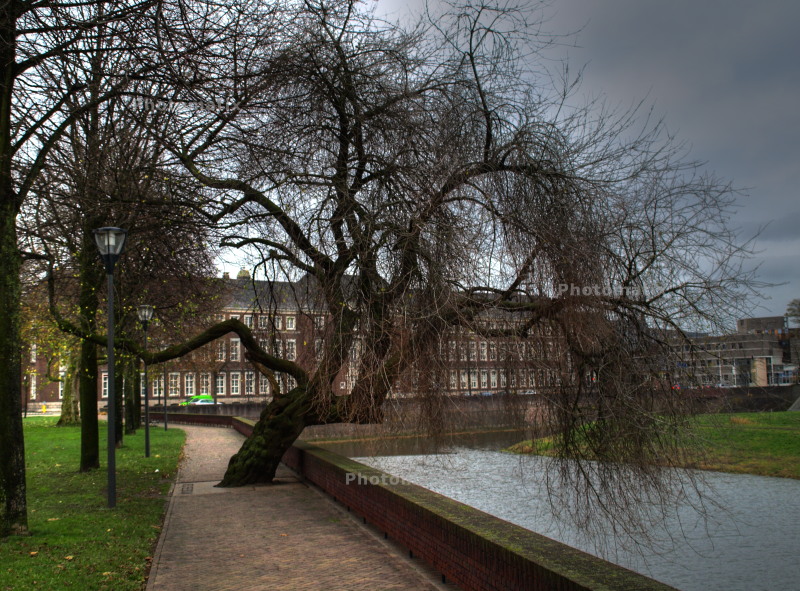 tree-1.jpg