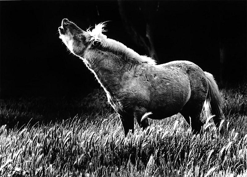Wild-Horse-1---HP.jpg