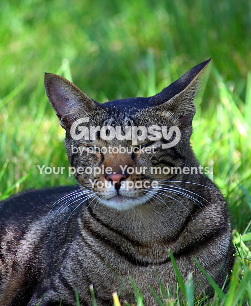 lcat.jpg