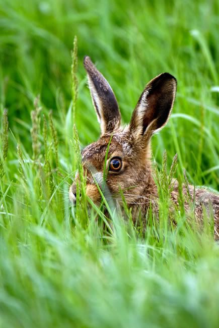 _D2N6601_hare2.jpg
