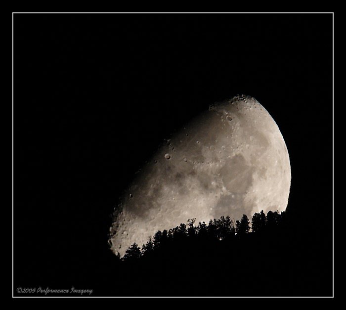moontrees001.jpg
