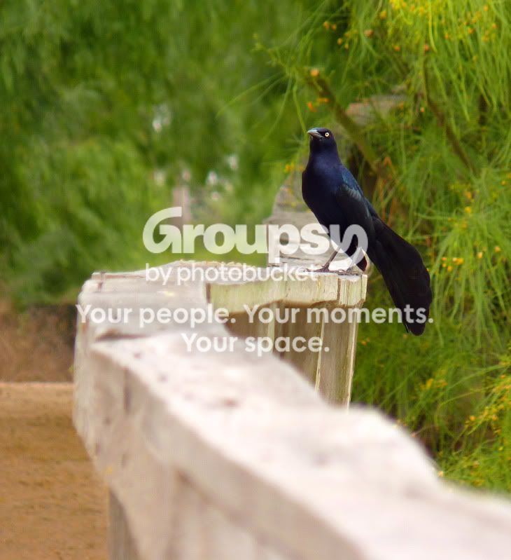 Grackle.jpg
