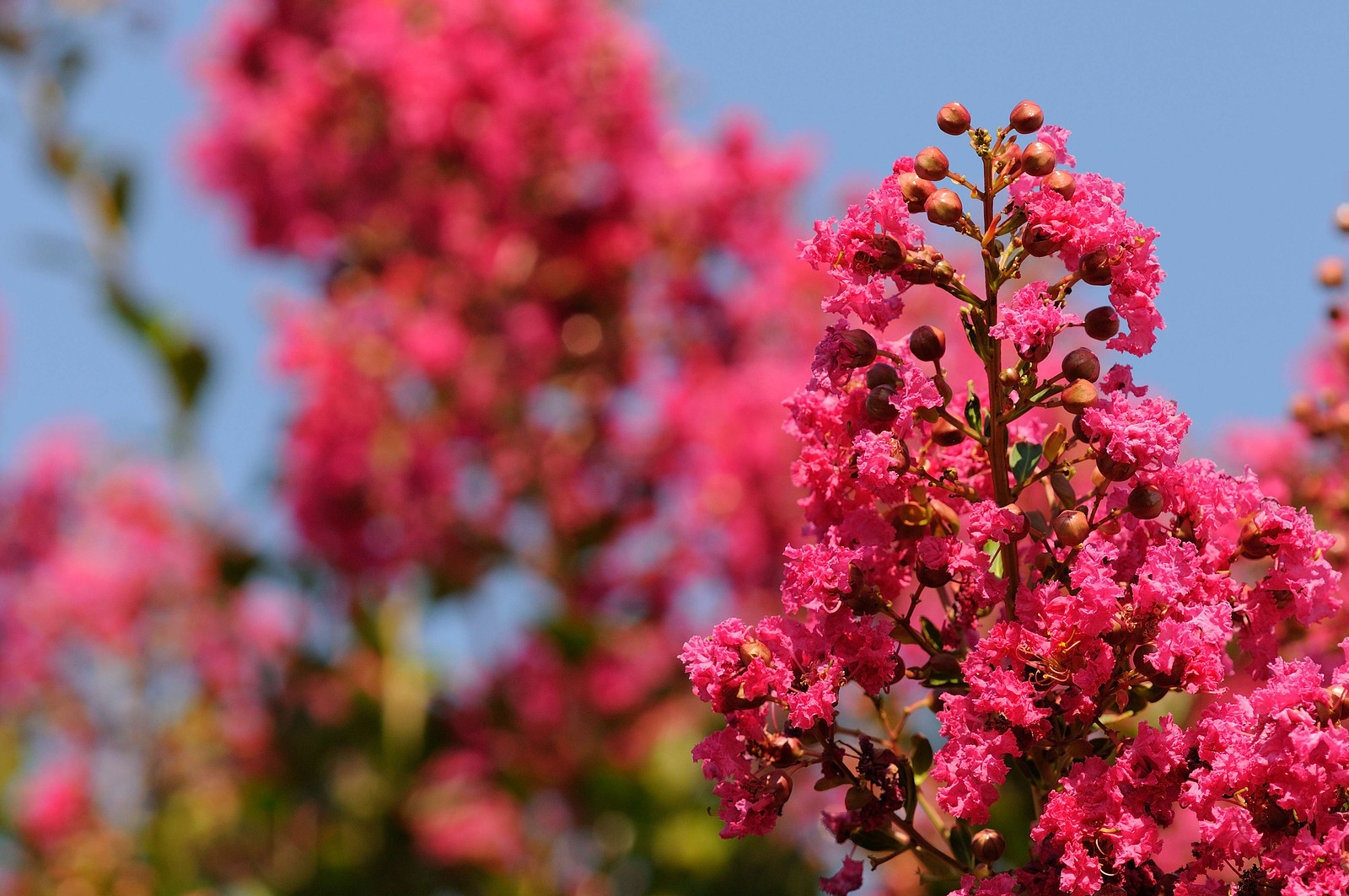 DSC_00063-X3.jpg