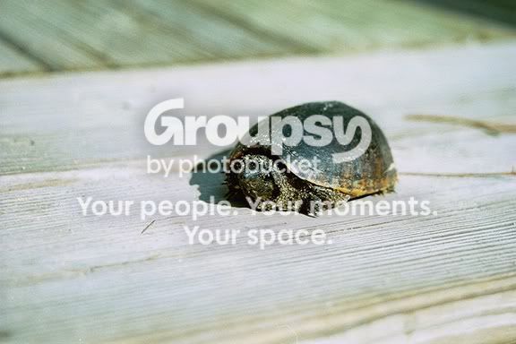 turtleman.jpg
