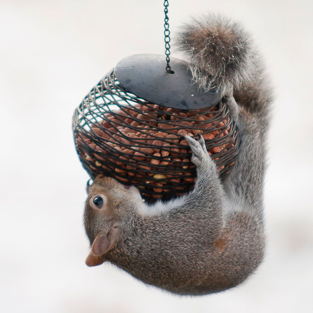 Squirrells-2.jpg