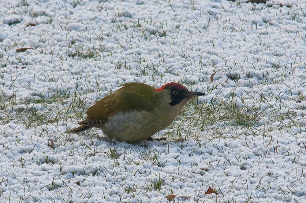 birdssnow-1.jpg