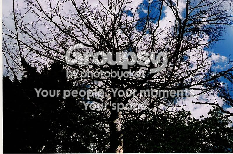 Tree.jpg