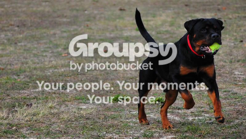 dogs2.jpg