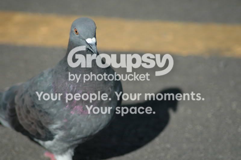 Rock_Dove_by_LordThunderpaw.jpg