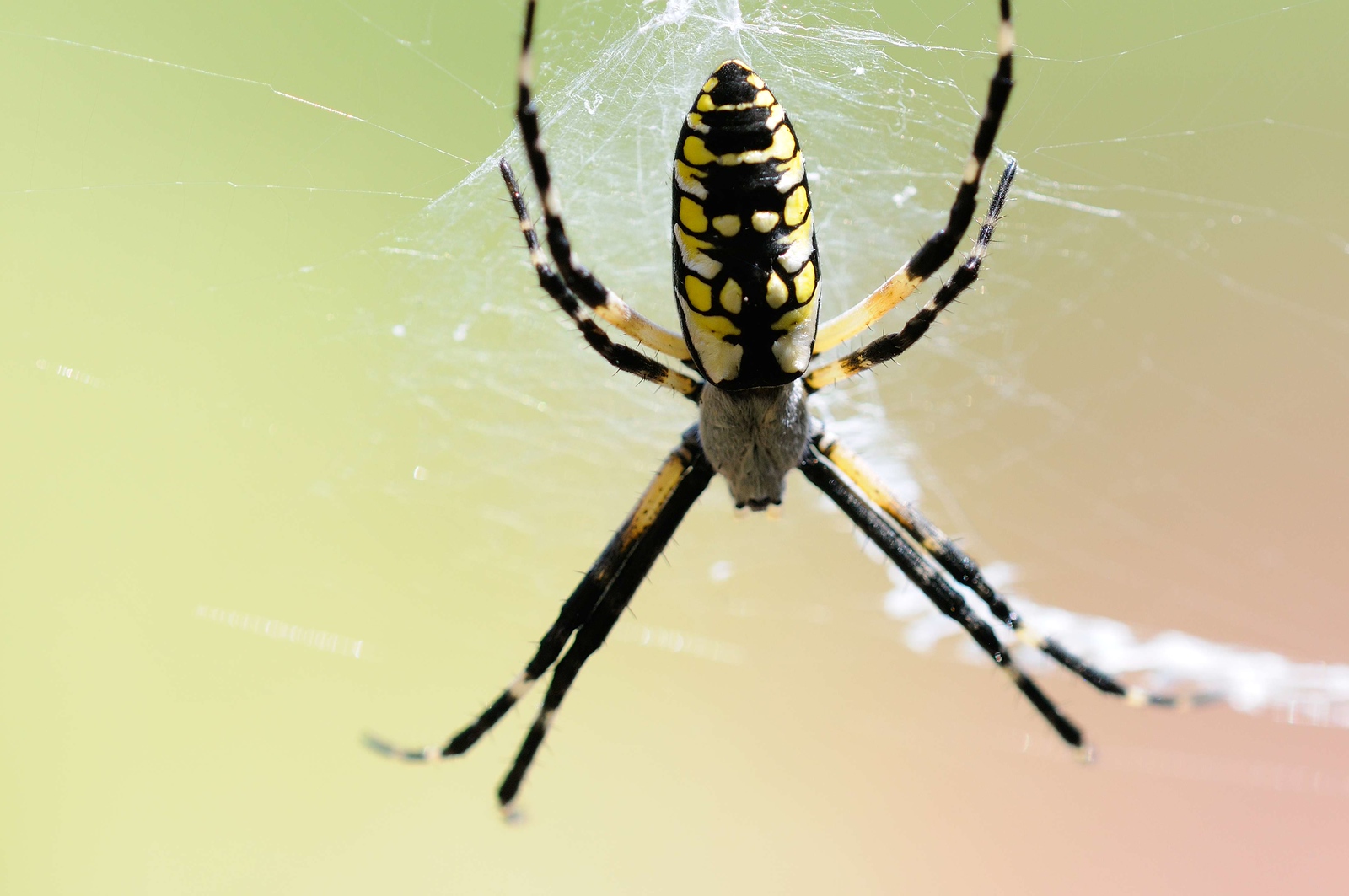 DSC_00010-X3.jpg