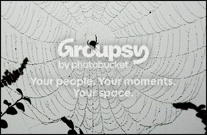 spiderweb.jpg