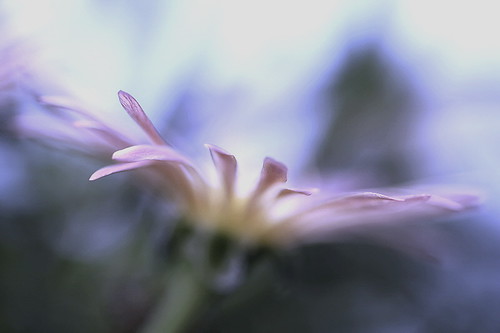 4715694655_5a902da305.jpg