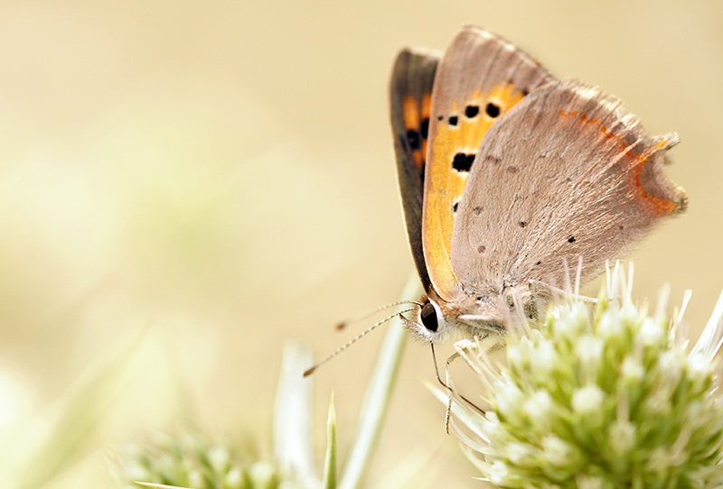butterfly_30.jpg