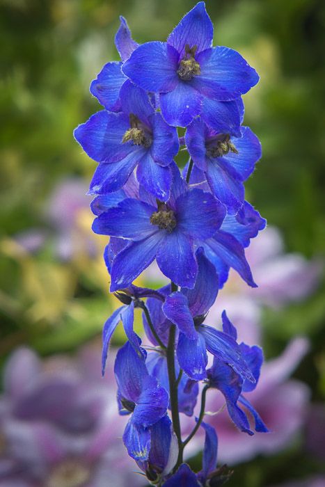 garden26-6_-9.jpg