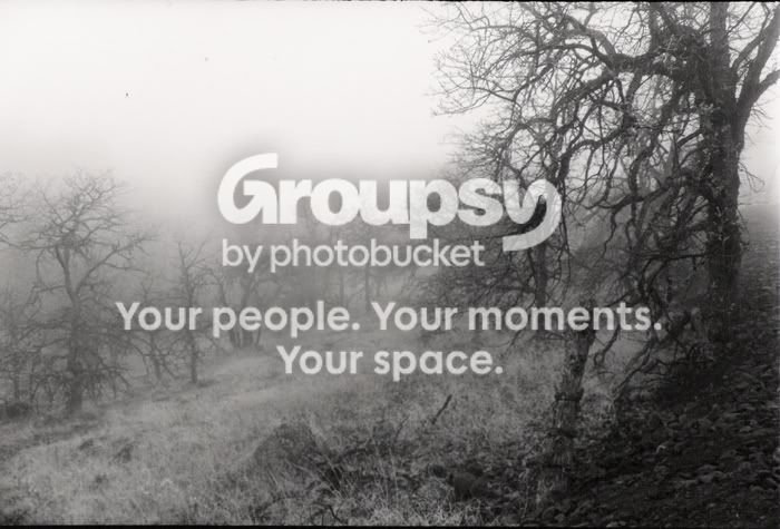 foggywoods.jpg