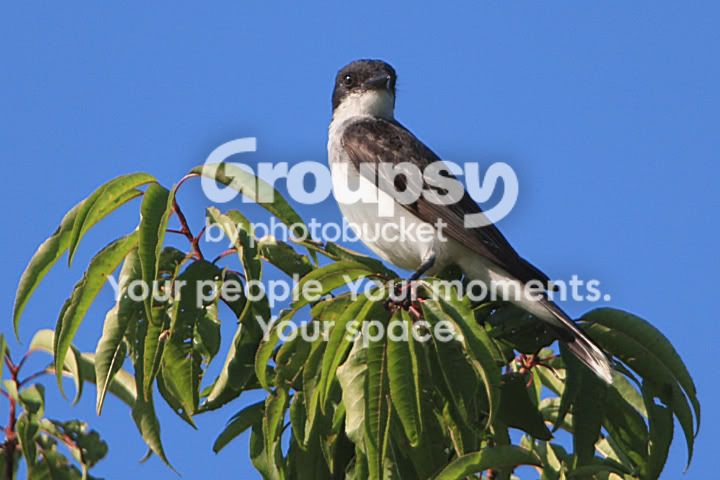 IMG_5797copyjuza2.jpg