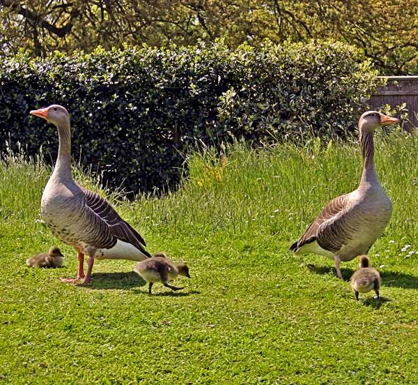 Geese-looking.jpg