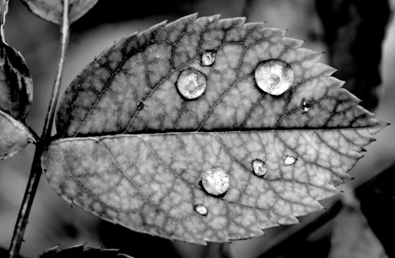Rain%20Drop%201%20-%20B%26W-L.jpg