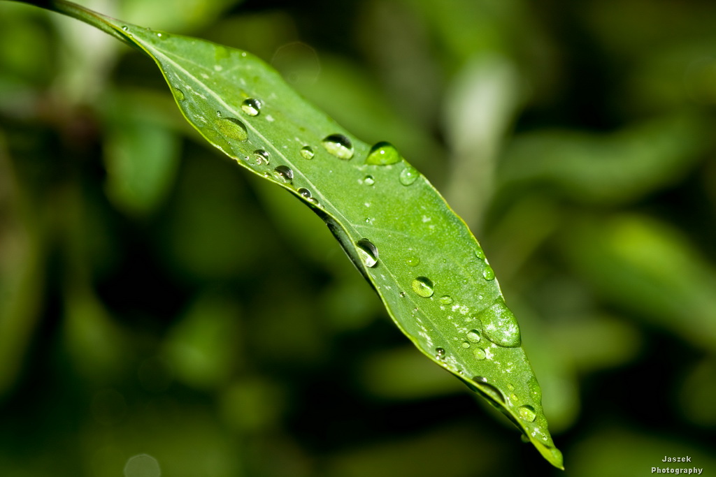 3872654291_07eb2a9fa7_o.jpg