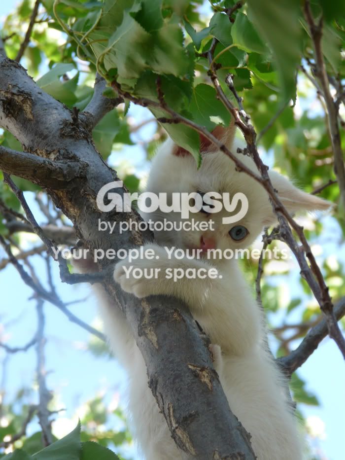 6708---Kitties-008resize.jpg