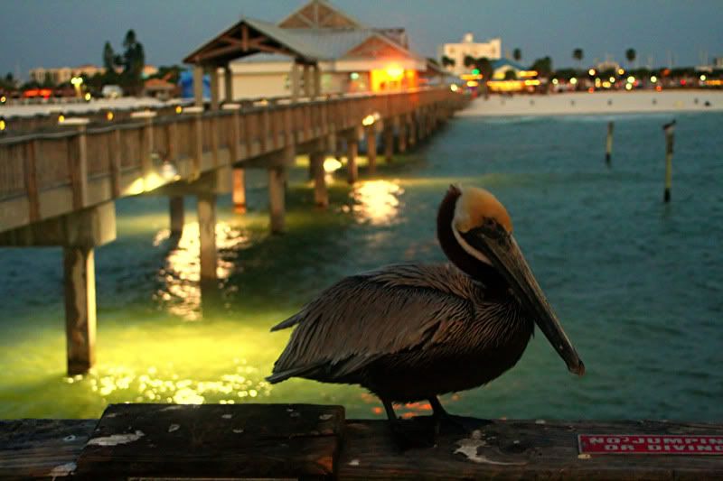 florida011.jpg