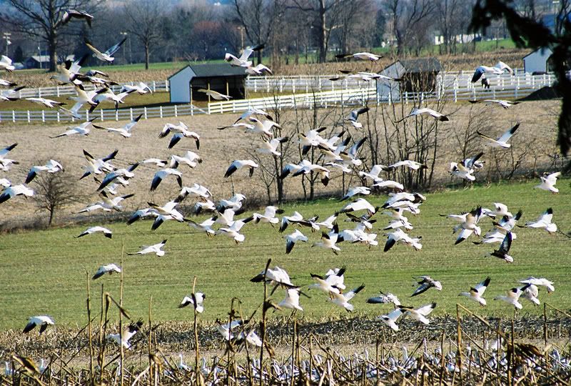flying_geese3.jpg