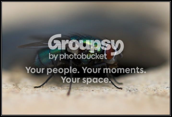 fly1.jpg