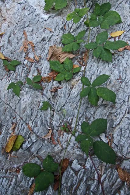 leaves.jpg